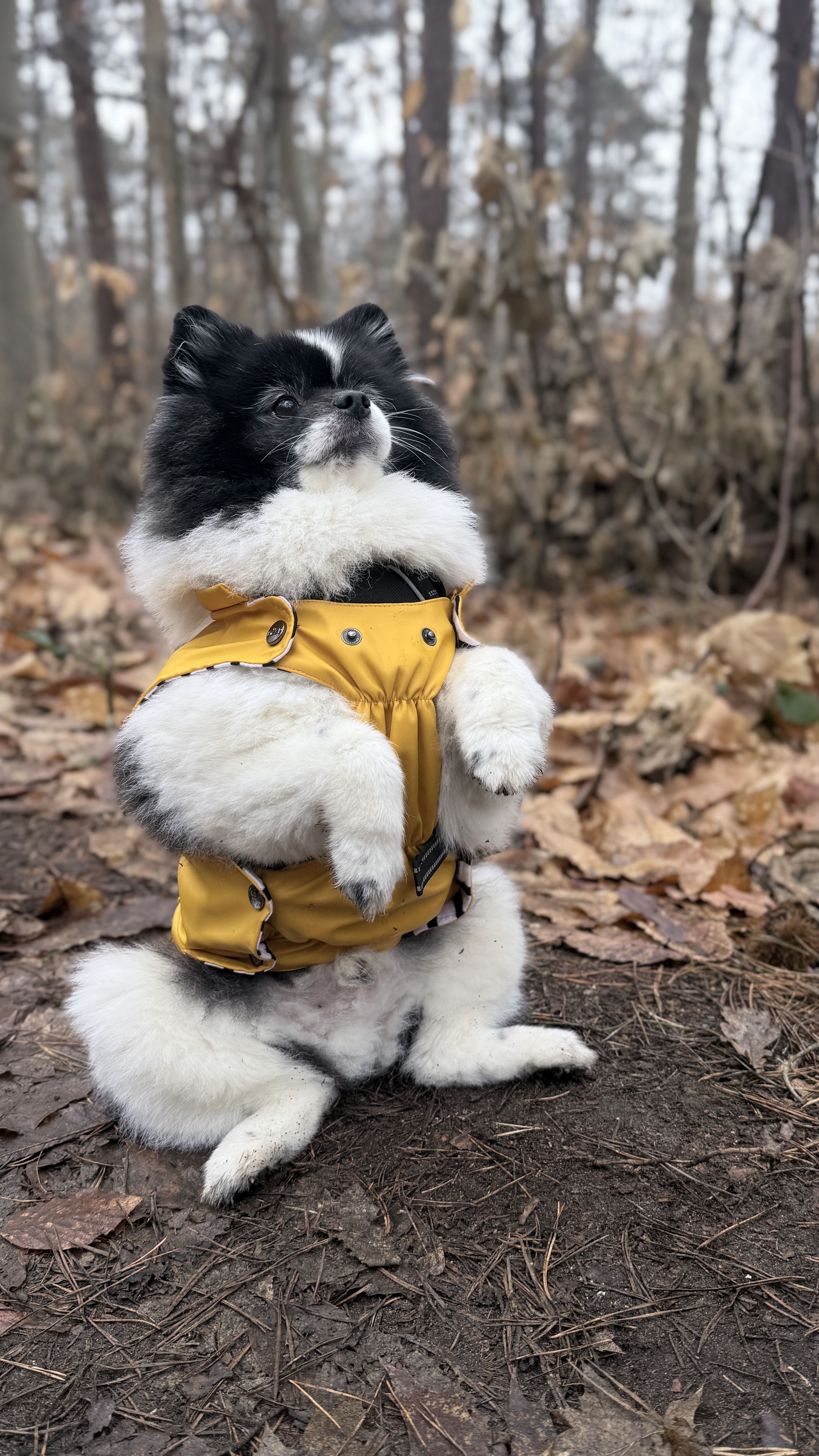 Pippa
